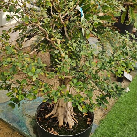 Ficus bonsai large size